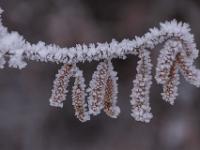 Von Eiskristallen umschlossene Hasel Kätzchen